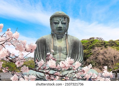 Ancient bronze statue of the Great Buddha Daibutsu and flowers of sakura, Kotoku-in temple, Japan, Asia. Traditional japanese hanami festival. Cherry blossoming season in Japan