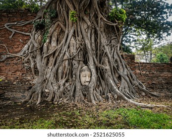 Ancient Buddha Head Entwined in Banyan Roots at Wat Mahathat, Ayutthaya - Thailand’s Sacred Icon. - Powered by Shutterstock