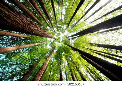 Ancient California Redwood Trees, Beech Forest, Great Ocean Road, Victoria, Australia