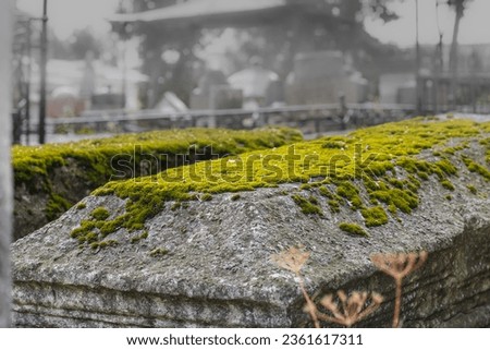 Ancient cemetery gravestone covered with moss