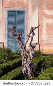 An Ancient Contorted Gnarled Tree Trunk Standing In Front Of A Historic Weathered Italian Building With Faded Pink Walls And Blue Shutters