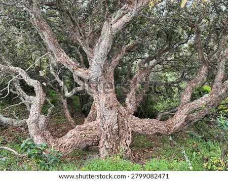 Ancient cork oak tree (Quercus suber) with massive twisted branches and thick cork bark, photographed in Mediterranean woodland habitat.