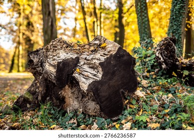 Ancient Decaying Tree Trunk with Dark Heartwood Surrounded by Autumn Foliage and Green Ivy in the Historical Park of Šilheřovice Castle