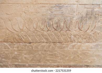 An Ancient Egyptian Relief Depicting A Scene Of A Cow Slaughter In Saqqara. Ancient Egyptian Hieroglyphs. Egyptian Hieroglyphs On The Wall.