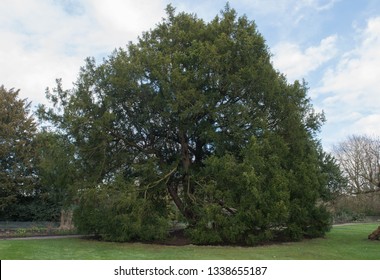 english yew tree