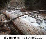 ancient fallen tree along side a frozen Creek at Bear Creek park and hiking trails