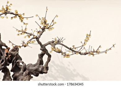 A Ancient Flowering Plum Tree On The White Background.