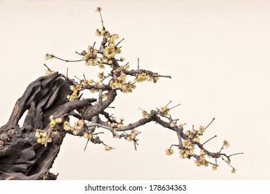 A Ancient Flowering Plum Tree On The White Background.