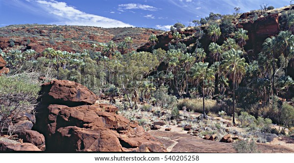 An ancient forest of red cabbage palms in the\
desert - Palm Valley, Finke Gorge National Park, Northern\
Territory, Australia