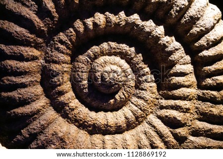 The ancient fossil shell surface. 