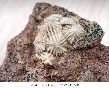 Ancient Fossilized Echinoderms In Stone Close Up