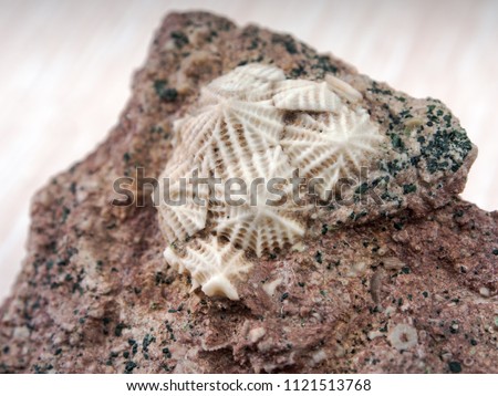 ancient fossilized echinoderms in stone close up