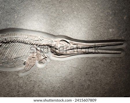 Ancient fossilized small ichthyosaur with shadow - mounted skeleton