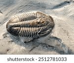 Ancient fossilized Trilobite in strata