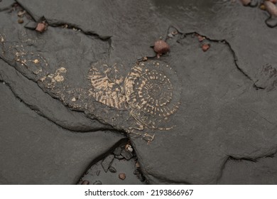 Ancient Fossils In The Stones Of Kilve Beach In England