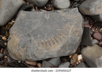 Ancient Fossils In The Stones Of Kilve Beach In England