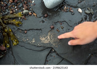 Ancient Fossils In The Stones Of Kilve Beach In England