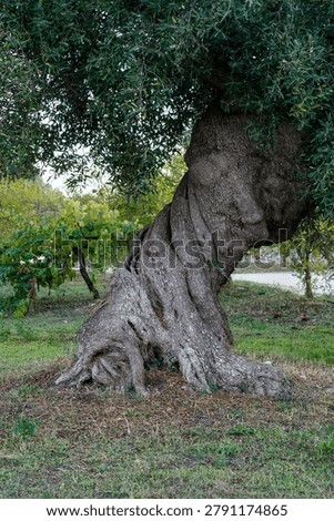 Ancient Gnarled Olive Tree with Massive Twisted Trunk