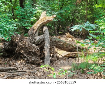 Ancient, gnarled tree roots and fallen logs in a lush forest.  Nature's intricate art - Powered by Shutterstock