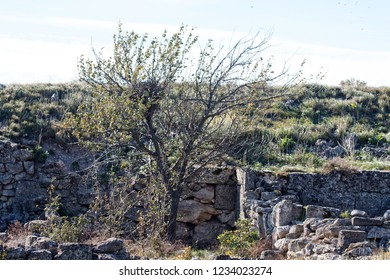 Ancient Greek Polis (Greek Colonization) And Greek-Scythian Settlements On The Black Sea Coast. Old Archaeological Excavations Abandoned, Shell Rock Foundations Visible In The Steppe Area