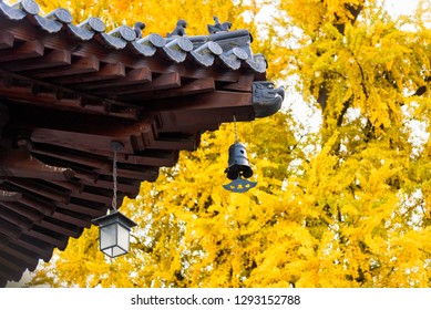 Ancient Guanyin Temple Ginkgo Tree