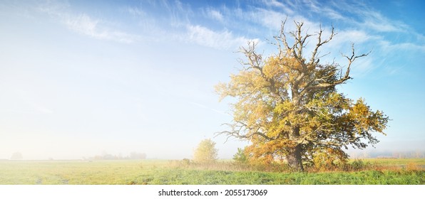 979 Tree Half Dead Stock Photos, Images & Photography | Shutterstock