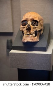 Ancient Human Skull In The Museum.