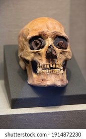 Ancient Human Skull In The Museum.