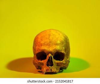 Ancient Human Skull On Color Background