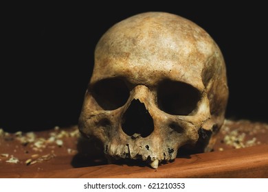 Ancient Human Skull On The Table, On The Shelf, History, Occultism, Life And Death, The Rule Of Life, The Other World, The Paranormal Phenomenon, The Spirit