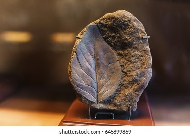 Ancient Leaf Fossil Imprint In Stone