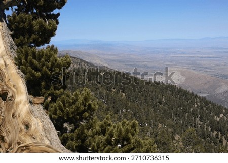 Ancient Limber Pine Overlooking High Mountain Forest and Mojave Desert Basin
