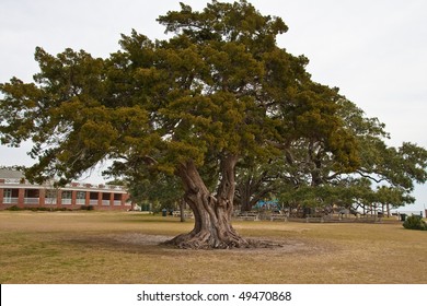 An ancient live oak tree in a park by the ocean