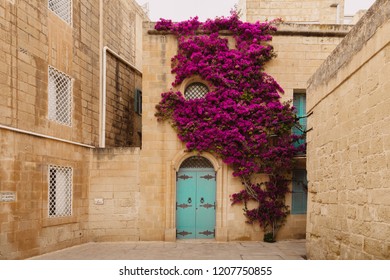 Ancient Maltese House With Pink Bougainvillea In The Wall