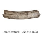 ancient mammoth tusk on white, isolated