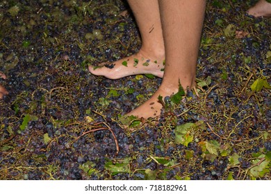 ancient method to produce wine in which children's feet crush the grapes after the grapes harvest - Shutterstock ID 718182961