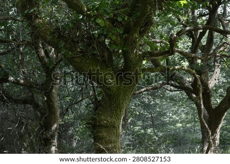 Ancient moss-covered oak tree with twisting branches in a sunlit woodland, showcasing the character and beauty of a mature forest habitat.