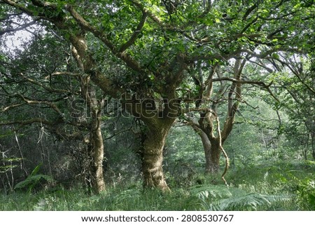 Ancient moss-covered oak tree with twisting branches in the woodland of Savernake Forest, Wiltshire, England, during summer.