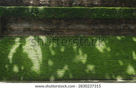Ancient mossy brick wall with dappled sunlight at Wat umong suan phutthatham, Chiang mai, This image represents serene harmony between ancient architecture and nature.