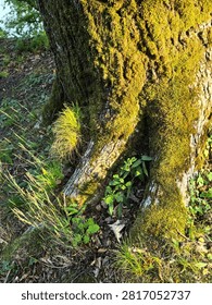 Ancient Mossy Tree Base in Forest.

Close-up of an old tree base covered with lush green moss.