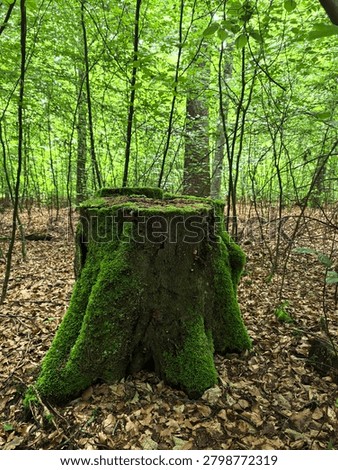 Ancient mossy tree stump surrounded by woodland

Weathered tree stump covered in lush moss surrounded by green forest vegetation and leaf-covered ground.