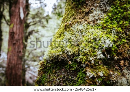 Ancient Myrtle Beech forest with moss and lichen detail on the Arm River Track near the Overland Track on a cool autumn morning in Cradle Valley, Tasmania, Australia