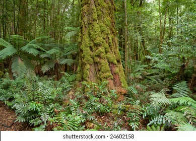 Ancient Myrtle Beech In Rainforest Near Marysville, Victoria, Australia