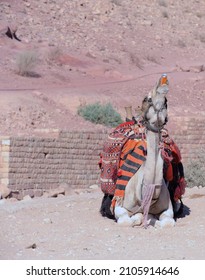 The Ancient Nabataean City Of Petra In Jordan Camels Drinking Sparkling Water