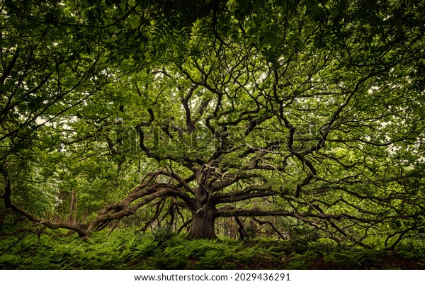 Ancient oak\
tree in Bayfield Estate, North\
Norfolk