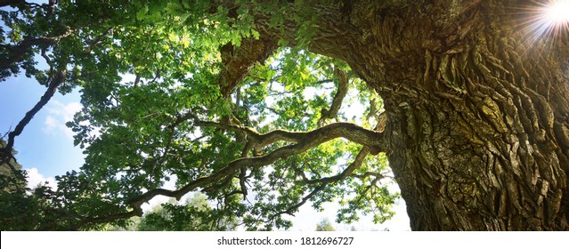 Ancient oak tree with green leaves, close-up. Kvepene, Latvia. Picturesque low angle panoramic view. Idyllic rural scene. Ecology, eco tourism. pure nature, environmental conservation - Powered by Shutterstock