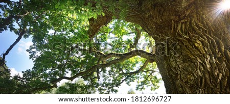 Ancient oak tree with green leaves, close-up. Kvepene, Latvia. Picturesque low angle panoramic view. Idyllic rural scene. Ecology, eco tourism. pure nature, environmental conservation