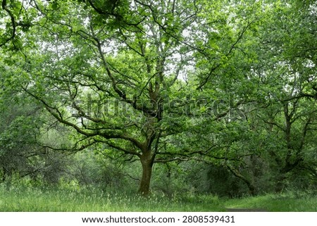 Ancient oak tree with spreading branches in the lush woodland of Savernake Forest, Wiltshire, England, surrounded by vibrant summer greenery and natural forest habitat.