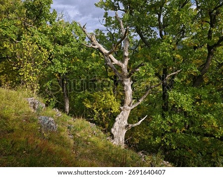 Ancient oak tree standing on the rocky slope of Kemesnye Hill in the Bükk Mountains. Sunlit leaves and dramatic forest background in autumn.