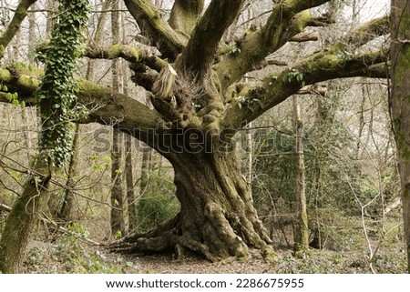 An ancient oak tree in woodland